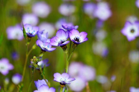 Bird’s Eyes  Gilia tricolor